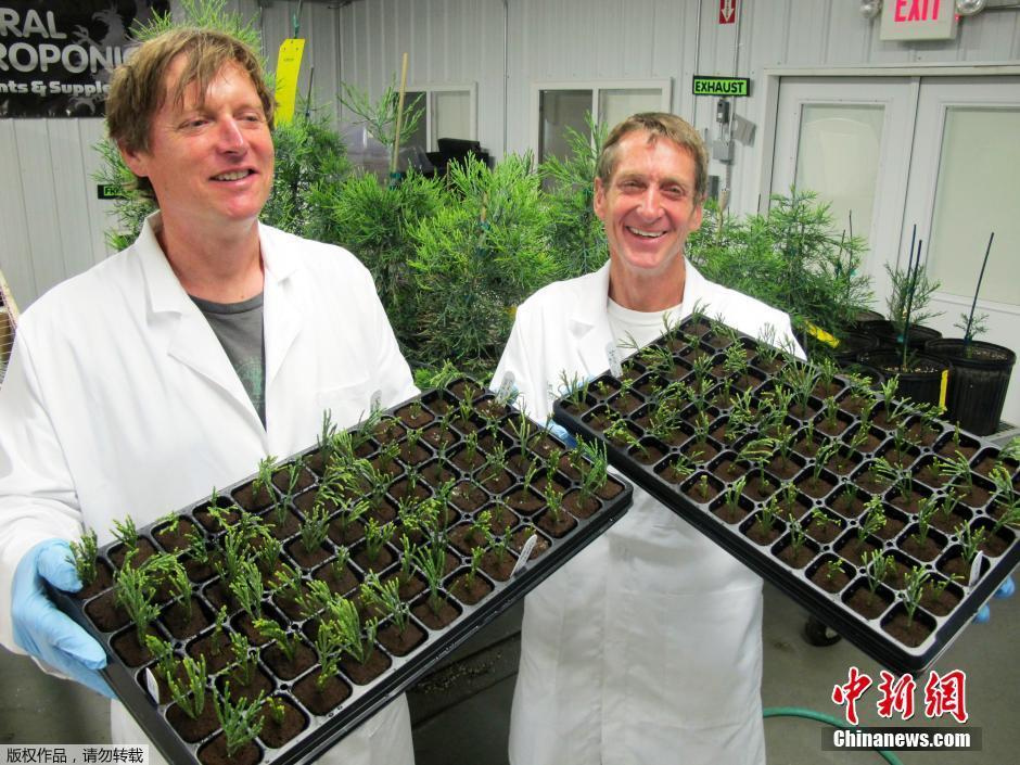 美国实验室克隆巨杉拯救气候变化