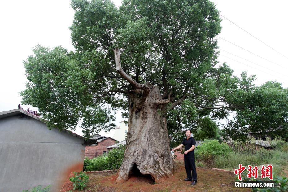 江西百年古樟肚里长出新树 成“树中树”景观
