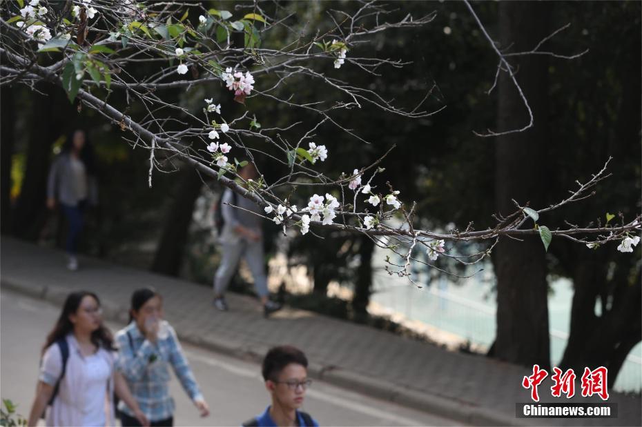 武汉大学樱花秋天再绽放 星星点点别有韵味