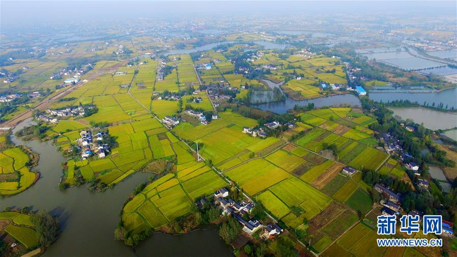 江苏扬州金色“地毯”美如画