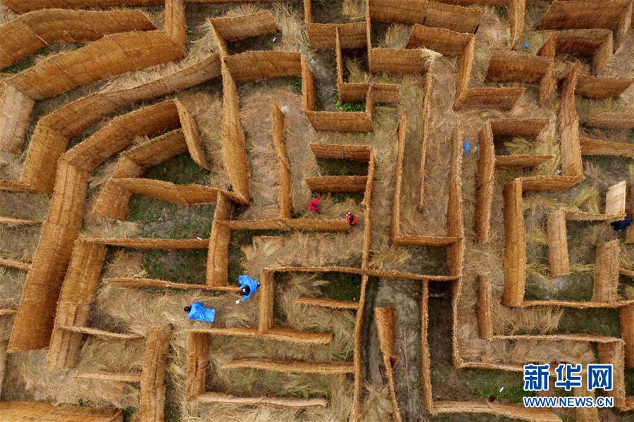湖北恩施：“稻草迷宫”乐悠悠