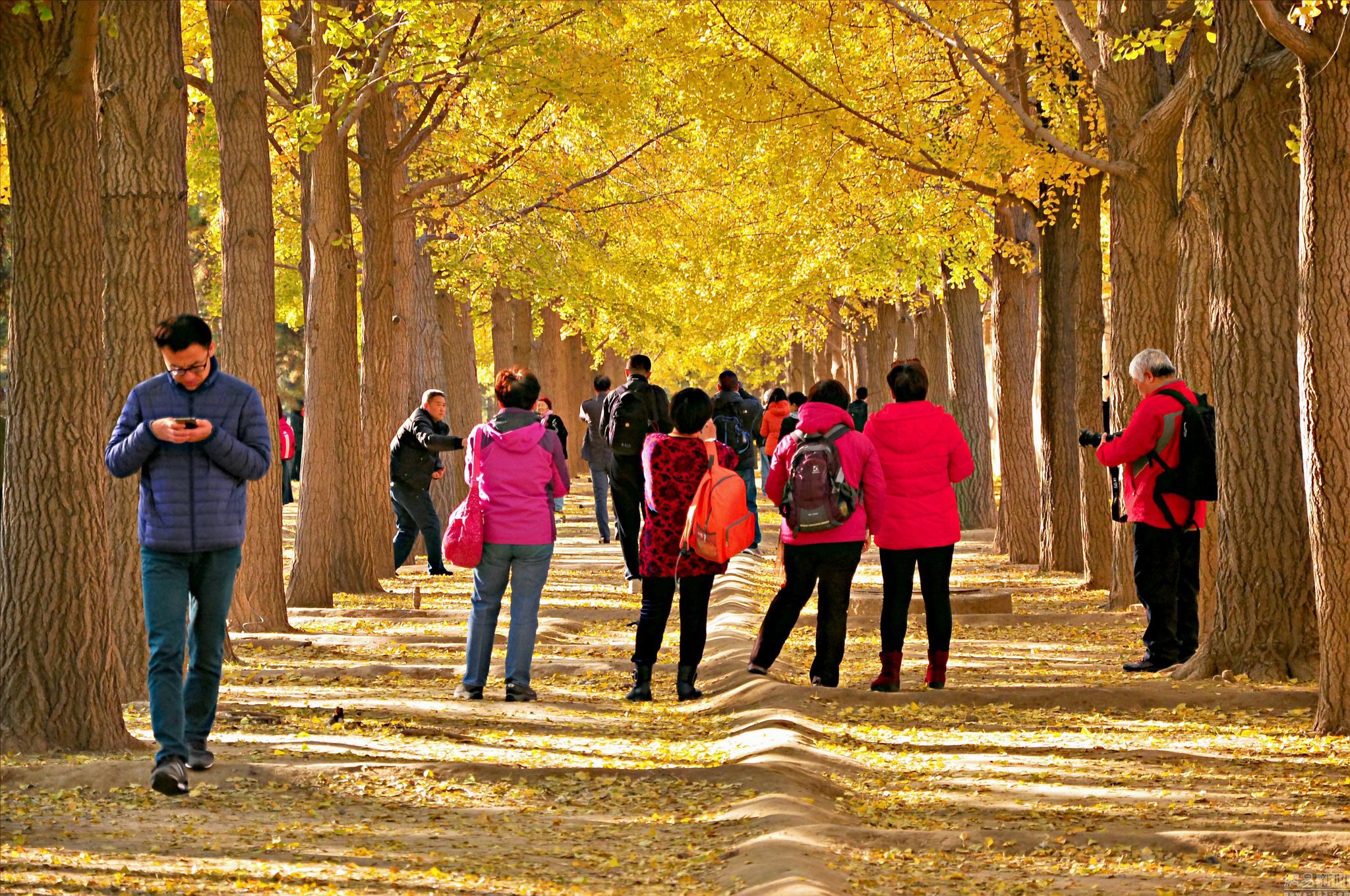 北京钓鱼台银杏大道阳光灿烂 吸引众多市民