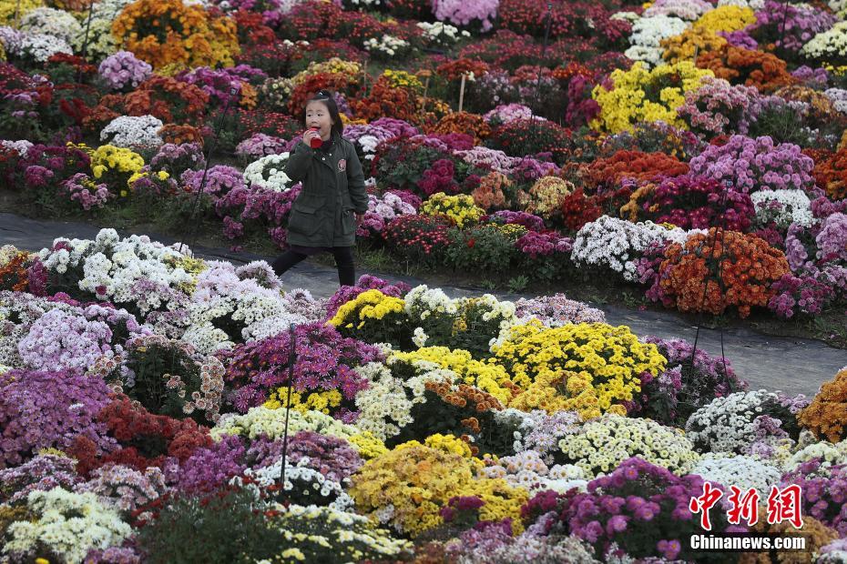 南京农业大学菊花基地 姹紫嫣红赏斑斓花海