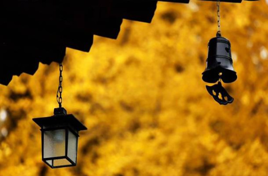 李世民栽的银杏树变成金毯！美了1400年