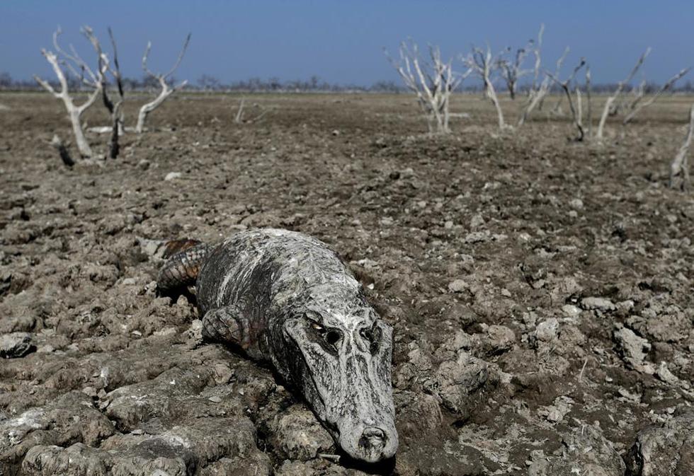 巴拉圭河流19年终干涸 成群鳄鱼死去