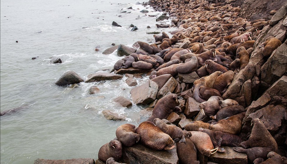 俄罗斯海滩被数百头海象霸占 “相拥”而憩