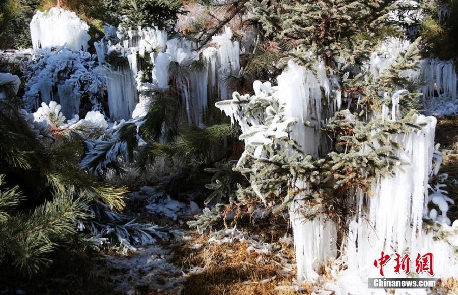 甘肃张掖冰挂成“玉树琼枝”