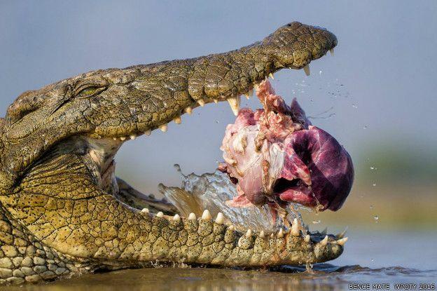 萌趣！感动！野生动物摄影师大奖赛作品