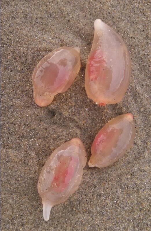 这是啥？数千神秘海洋生物现身加州海岸