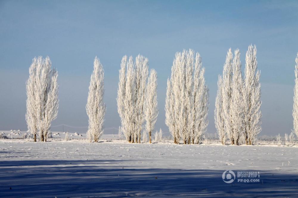 新疆阿勒泰现雾凇美景 仿佛走进童话世界