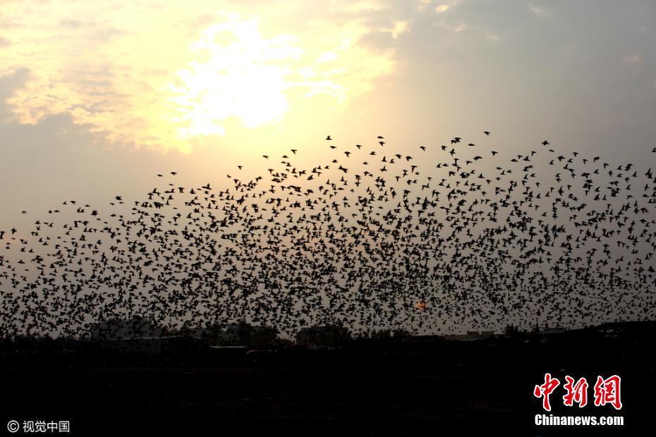 福建泉州3万只候鸟空中起舞 场面壮观