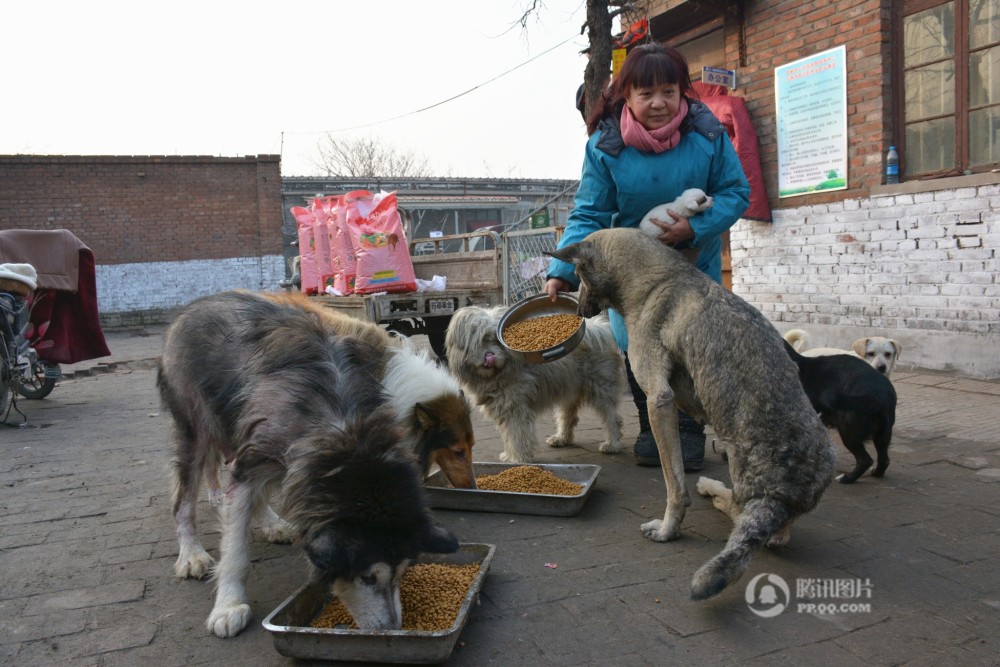 河北一女子16年救助流浪猫狗6000多只