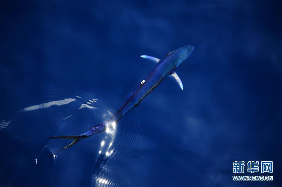 钻探船在南海拍到鲯鳅 美到窒息