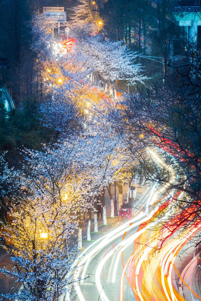 南京迎来樱花盛花期 市民春分时节赏夜樱