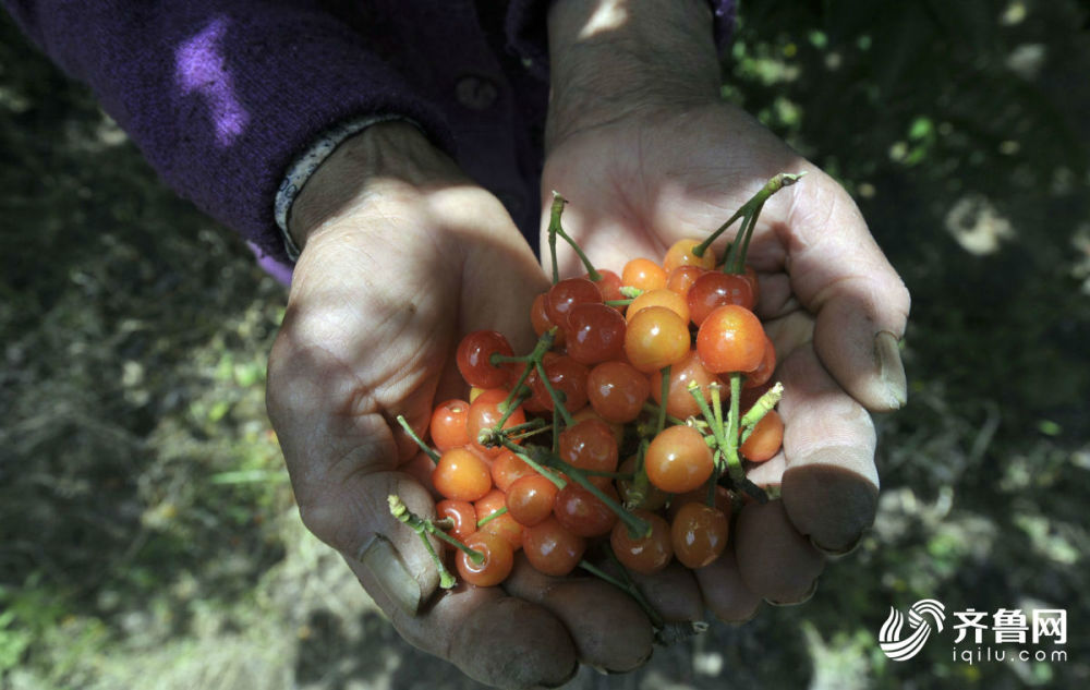 七旬老人靠40棵樱桃树供孙子读高中