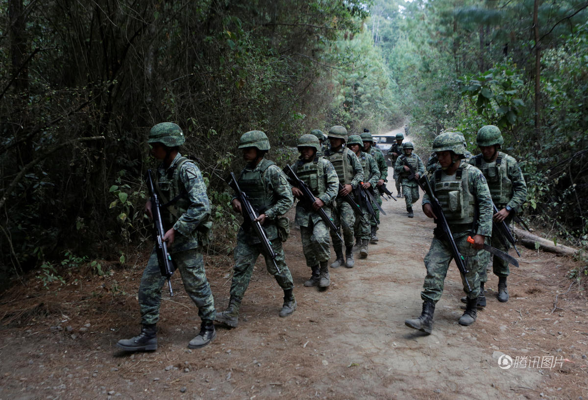 墨西哥出动军队清除隐蔽种植罂粟