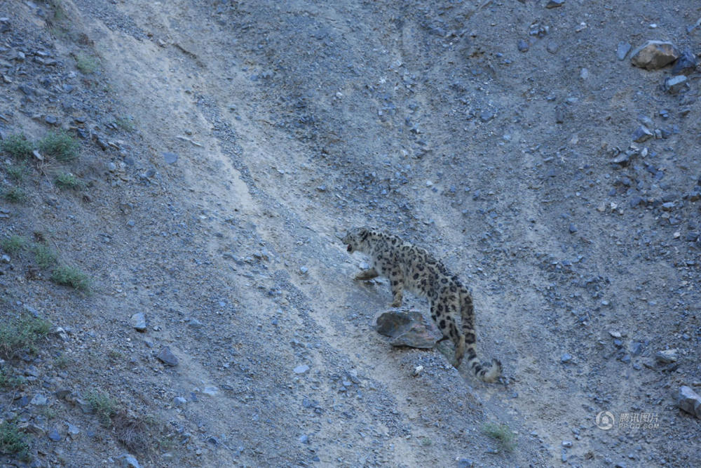 新疆精河县受伤雪豹康复后放归天山