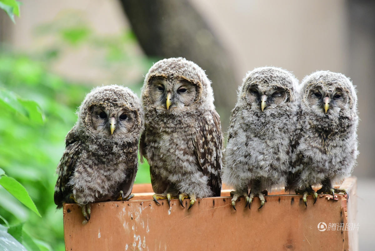 马路边纸箱发现四只呆萌小家伙 饿坏了