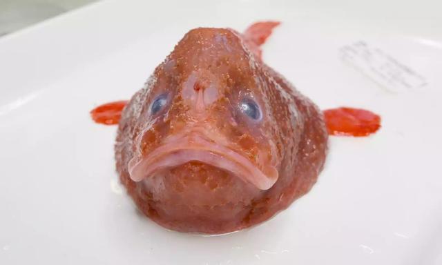 深海300多种新生物大发现：鱼会走路