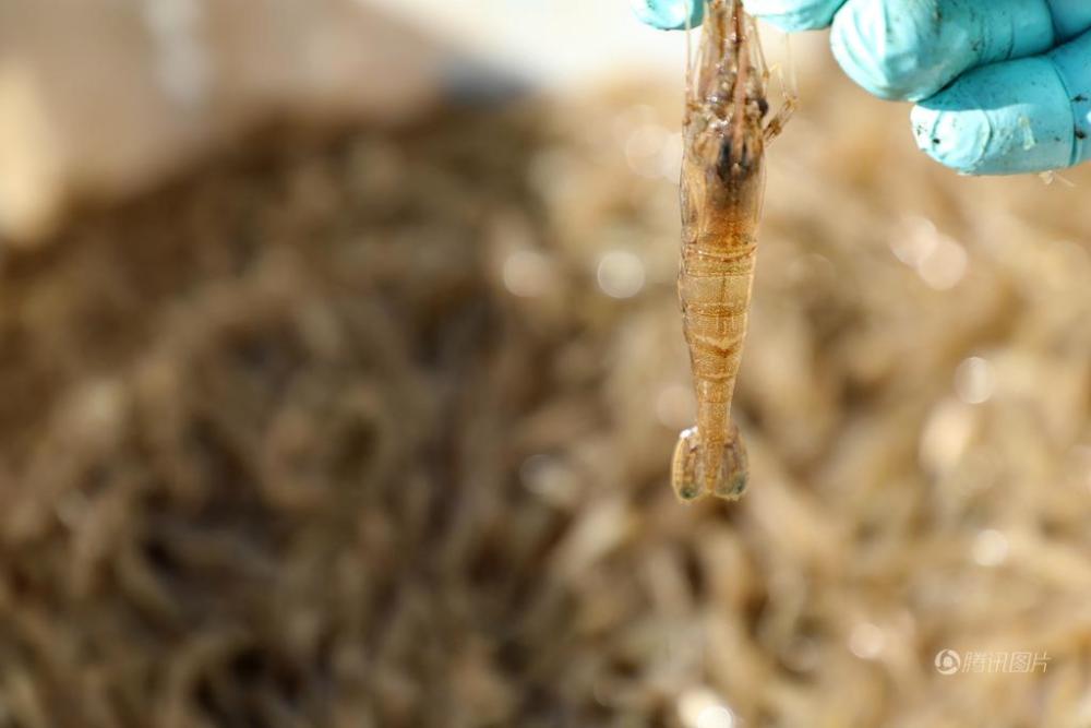 渔民零下7度捕野生小虾 水库月收30万