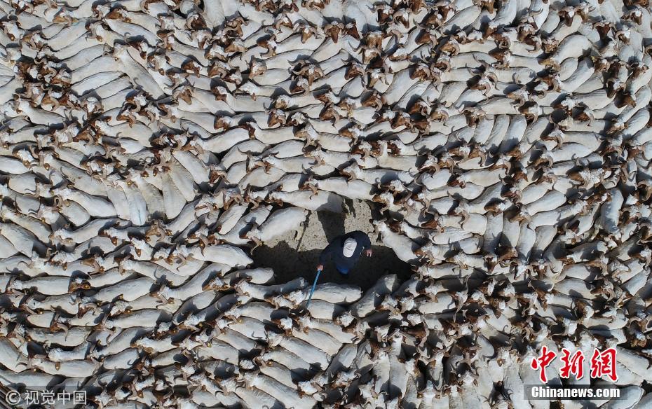 土耳其羊群洗入夏“薅羊毛”大澡