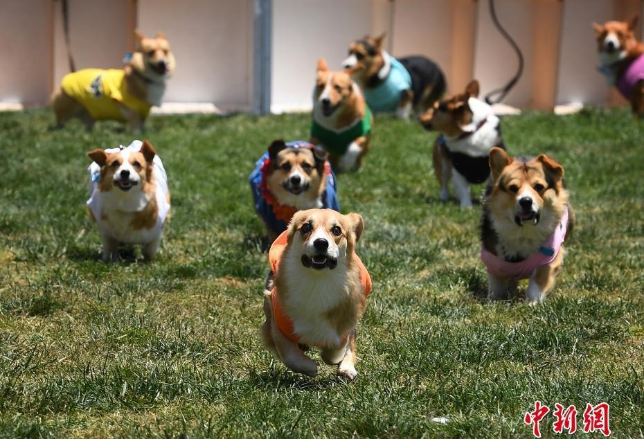 “美国国家柯基犬冠军赛”开幕 短腿柯基卖力奔跑