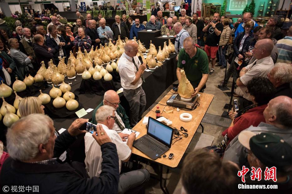 英国举办巨型蔬菜大赛 蔬菜界巨无霸齐聚一决高下