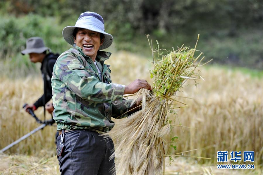 藏东喜迎丰收节