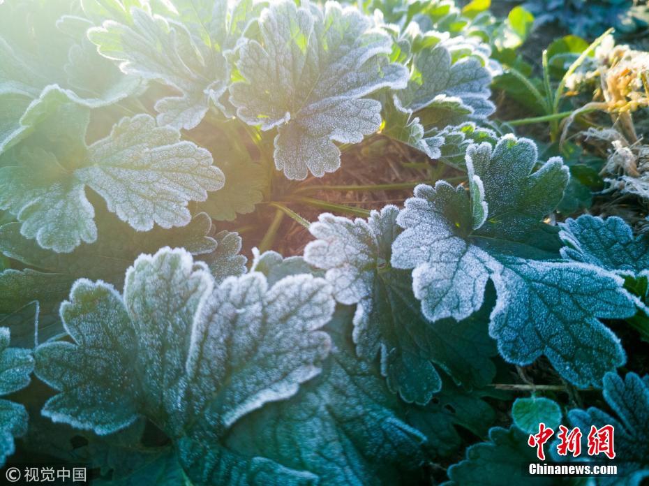 长春最低温度跌破冰点 花草被霜冻包裹晶莹剔透