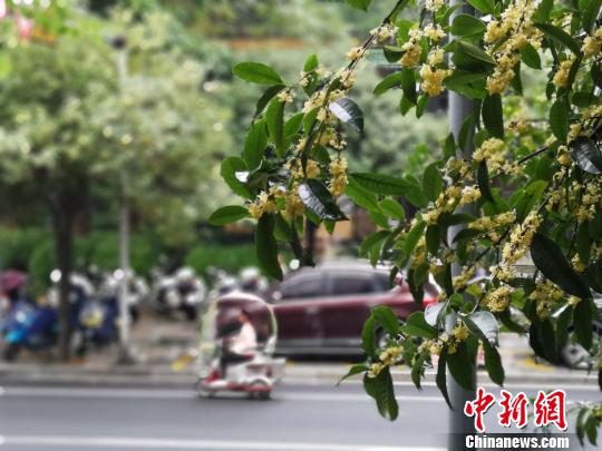 广西柳州桂花飘香 进入盛开时节