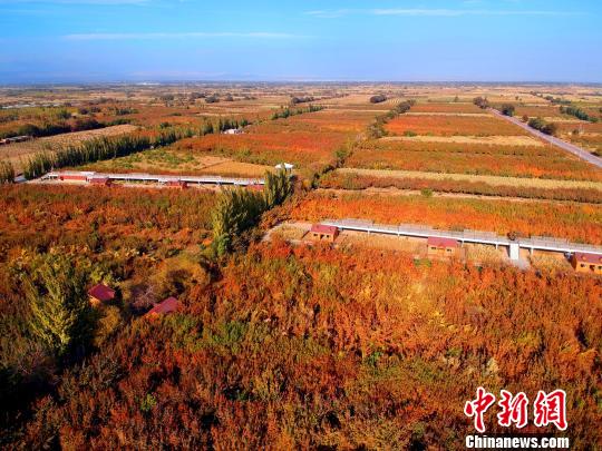 新疆托克逊县万亩杏园上演秋天的童话