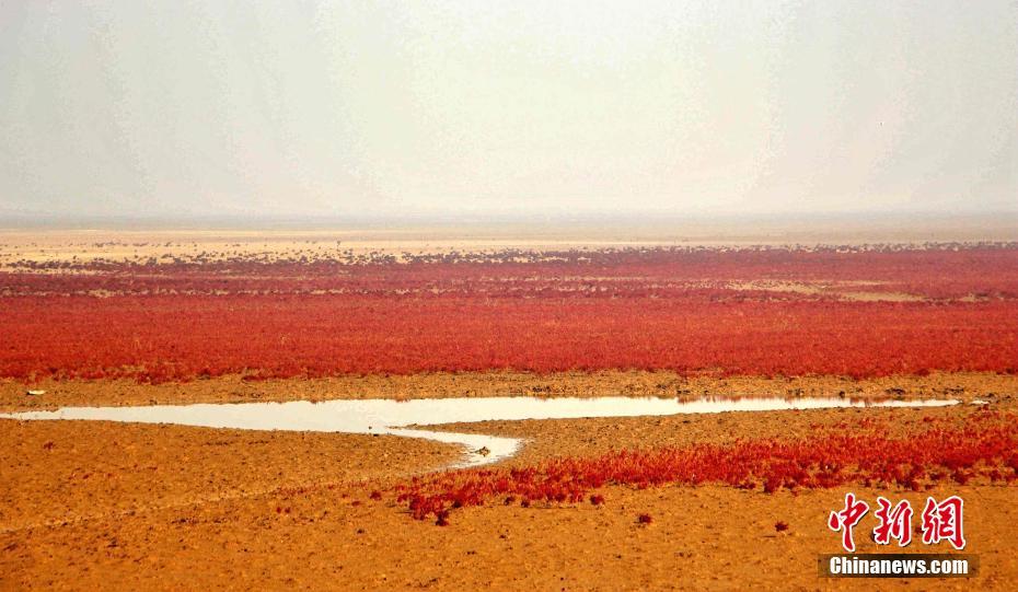 金秋时节 山东东营铺就浪漫“红地毯”