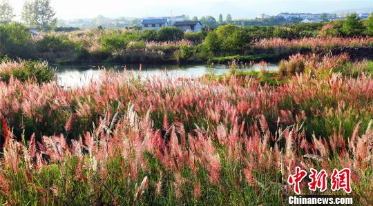 长江一级支流黄柏河生态美景：粉色湿地白鹭翩飞