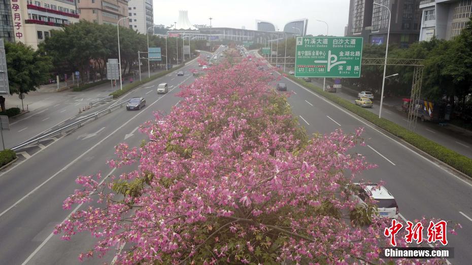 航拍寒冬时节花满城的广西南宁 道路成“花园”