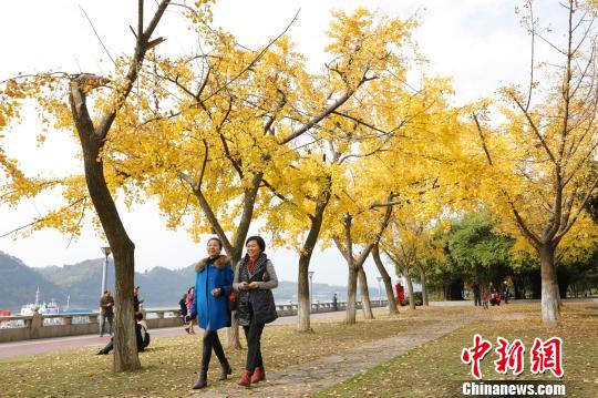 三峡宜昌现“落叶不扫”美景 留住秋色亲近自然