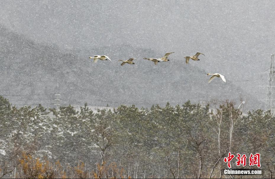 山东荣成 天鹅舞雪