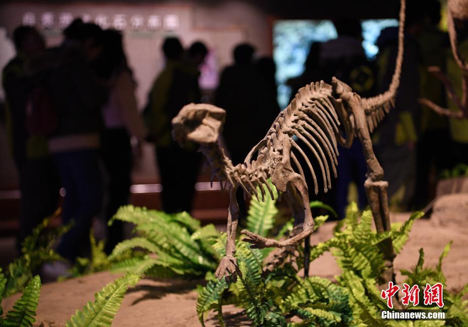 探访四川自贡恐龙博物馆