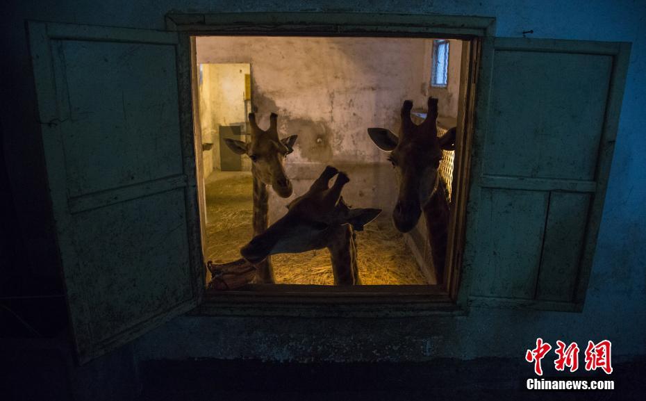 武汉动物园动物惬意过冬