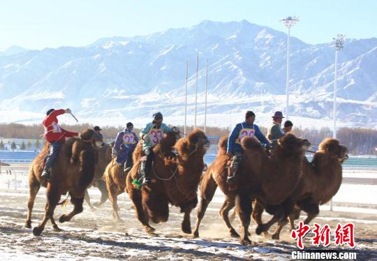 见过雪中“飞”的骆驼吗？蹄落不生尘，迅疾可比千里马
