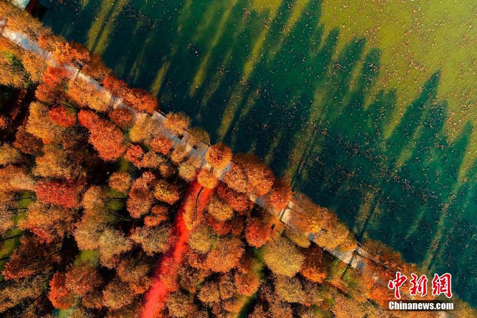 泰州兴化水上森林冬景美如画