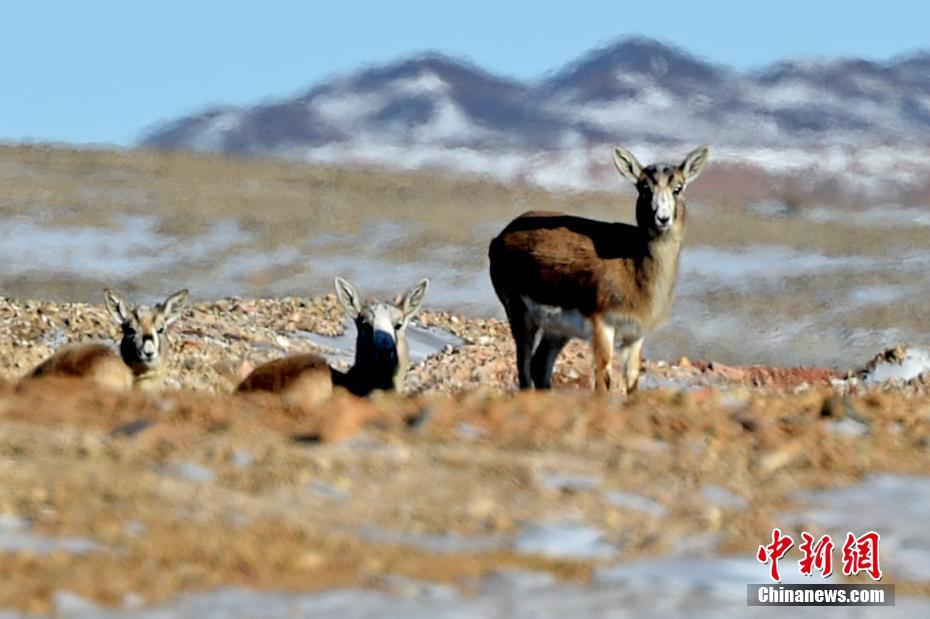 新疆油田公司“封井退出”还野生动物一方“净”土