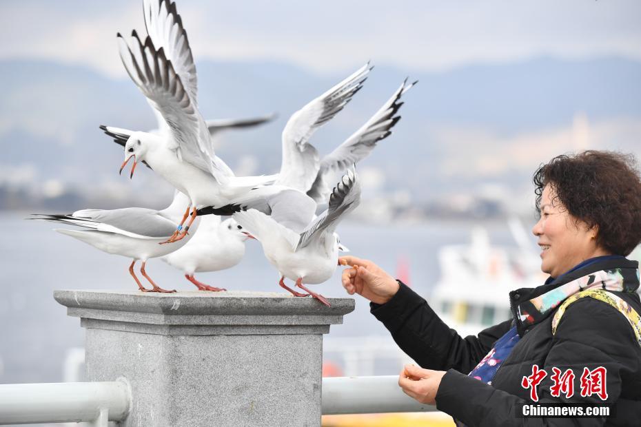 冬日昆明人鸥同乐 绘“春城”别样美景