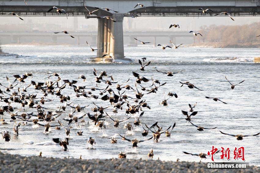 冬日松花江畔三千野鸭翔集