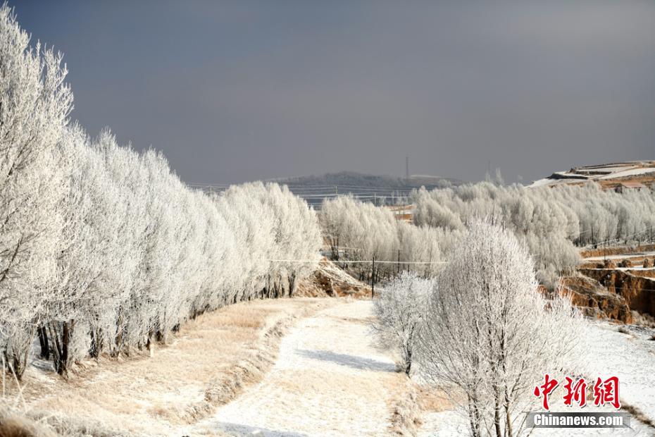 甘肃陇西雪后现雾凇 田野树林披“银装”