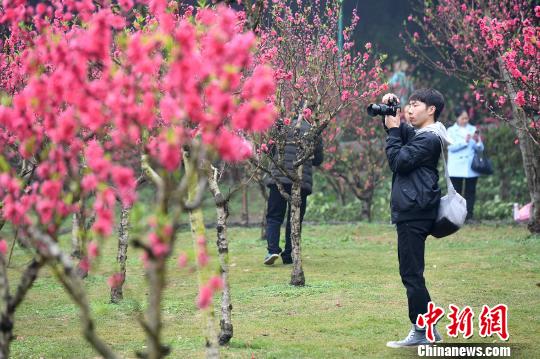 广西南宁万株桃花盛放 民众赶花潮