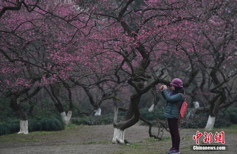 浙江杭州梅花盛开 引民众赏梅“打卡”