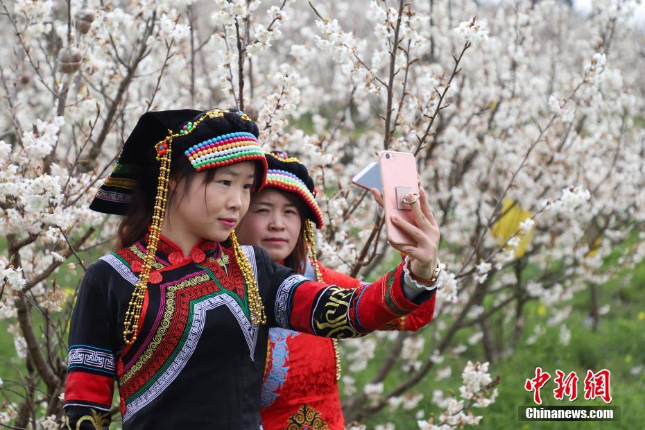 贵州纳雍万亩樱桃花竞相绽放