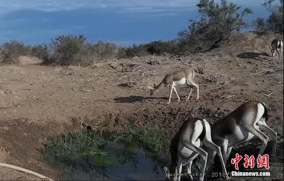 敦煌西湖保护区建自动化饮水点 野骆驼、猞狸成常客