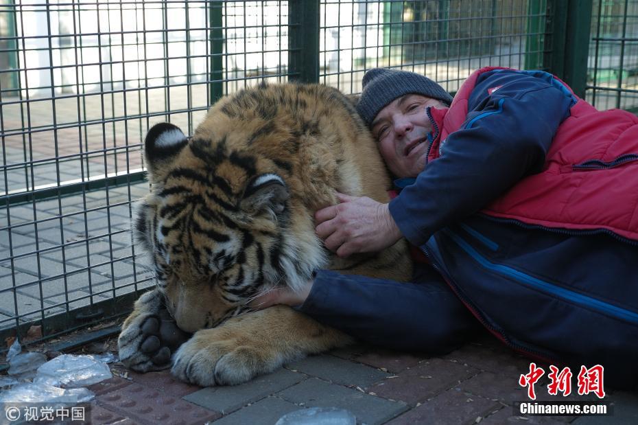 捷克饲养员将老虎变“大猫”亲密相拥