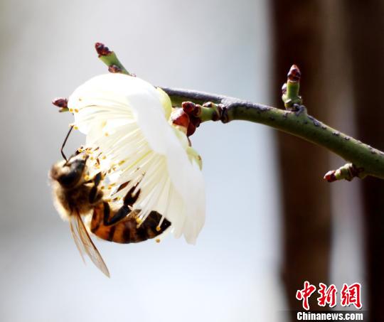 梅花盛开报春来 成群蜜蜂酿蜜忙